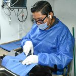 Anuncia Gobierno de Hermosillo jornadas de castraciones a perros y gatos para este mes de junio